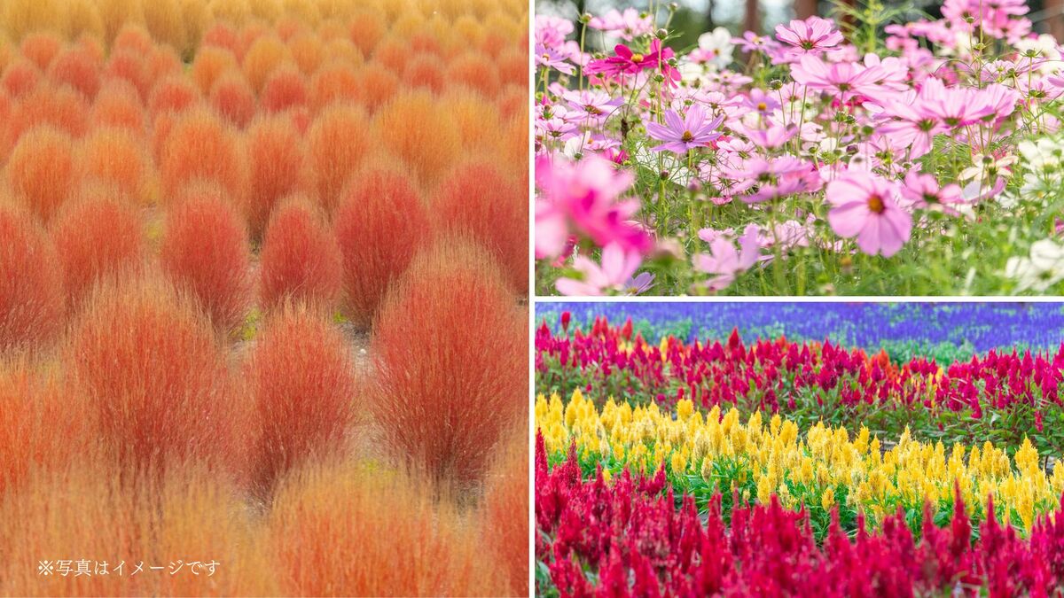 今関アキラコ「コスモスの図」、希少画集より、状態良好、新品高級額装