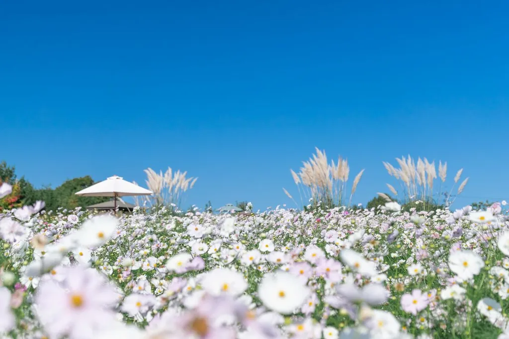 広島県の「世羅高原花の森」で秋のばら園がオープン！ 白いコスモスが