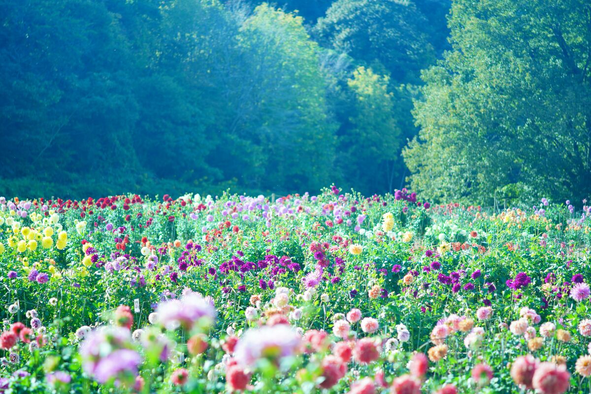 large.jpg?1725380929