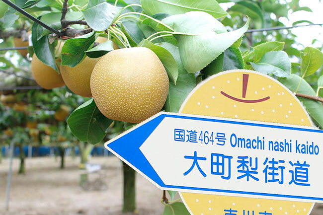 千葉県の梨狩り 周辺レジャースポットで丸ごと一日楽しもう いこーよニュース