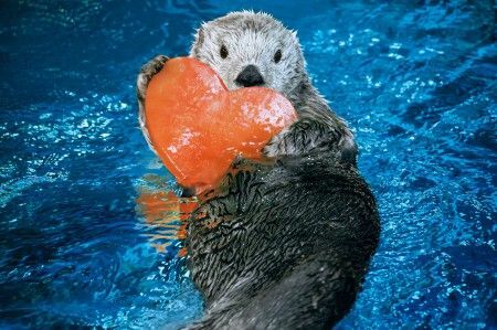キュートな動物大集合 キスしたり ハート模様の生き物たちに会えるスポット いこーよニュース キュートな動物大集合 キスしたり ハート模様の生き物たちに会えるスポット いこーよニュース