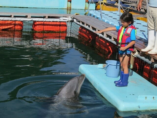 イルカの飼育員を体験 下田海中水族館 わくワーク 参加レポ いこーよニュース
