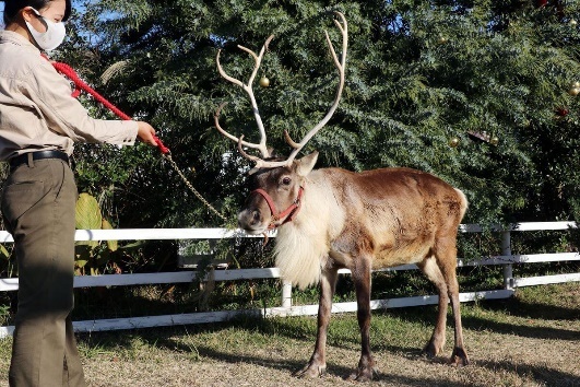 兵庫県「神戸どうぶつ王国」でクリスマス！ 西日本で唯一！本物の