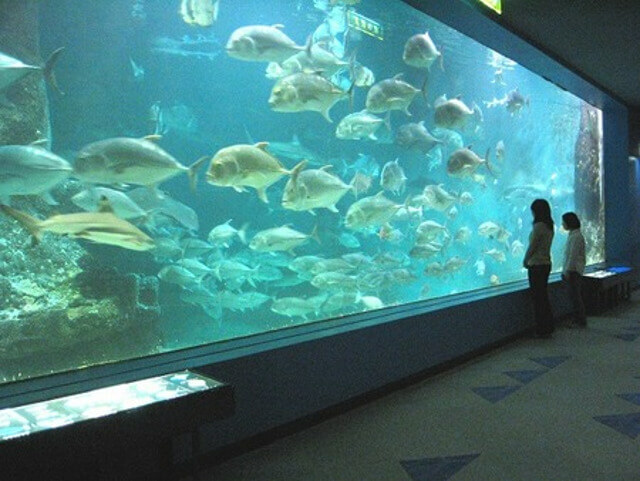 関西 小学生以下無料 大人は格安で遊べる水族館6選 ワンコインで楽しめる穴場も いこレポ