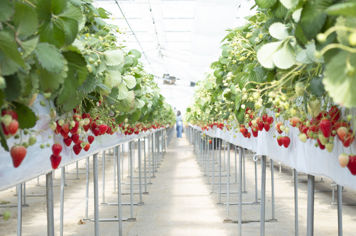 いちご いちご＊* いちご② いちご② いちごページ 椿 Buy ZX 8000