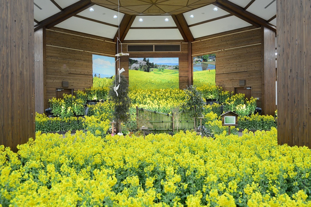 国営アルプスあづみの公園にナノハナ6,000本の屋内庭園が登場 お花の