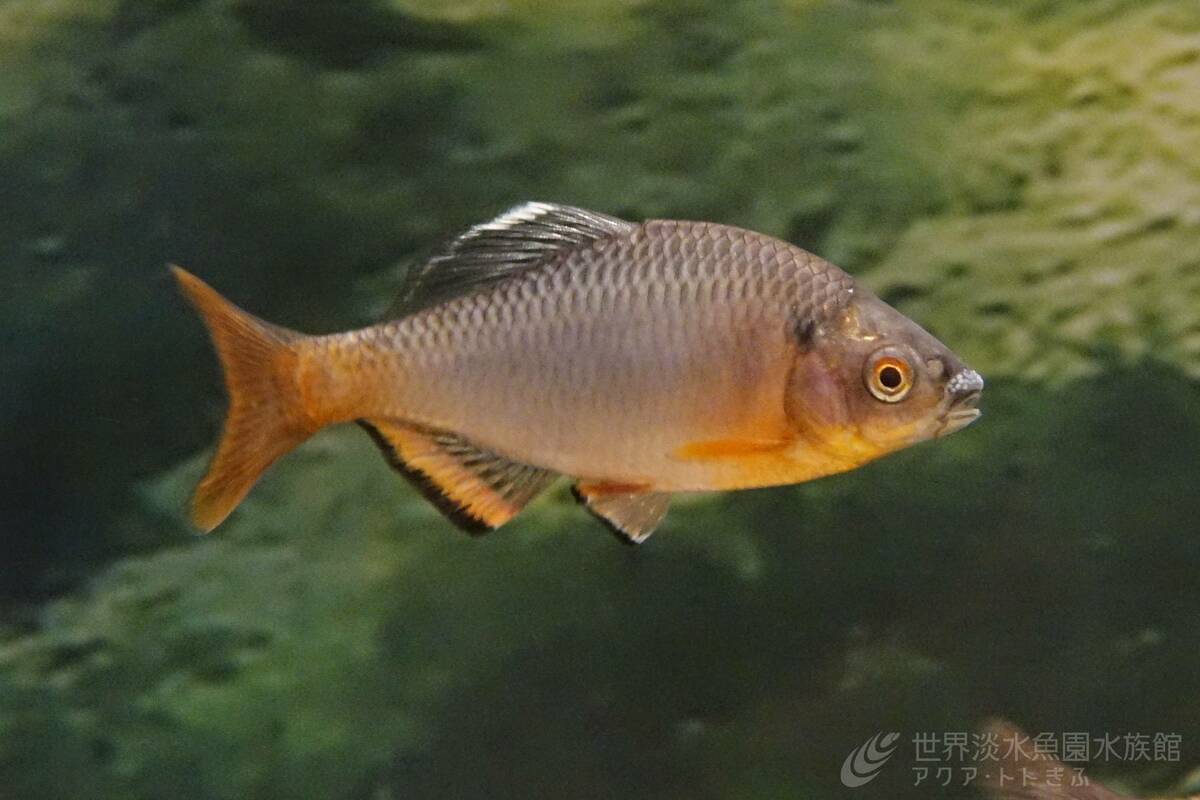 large.jpg?1740617571