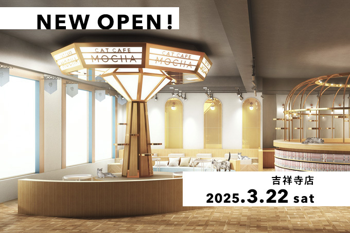 猫カフェmocha にゃんずトレカ　ひまわりと夏の思い出　吉祥寺店 累計販売数20万枚突破！「MOCHAにゃんずトレカ」から夏限定の