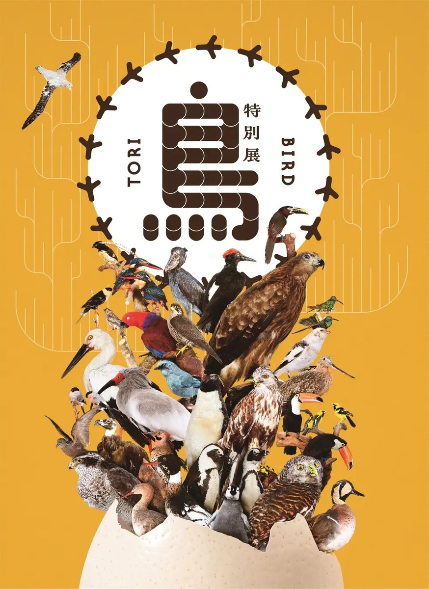 名古屋市科学館で「鳥類の系統展」開催！ 400点以上の貴重な標本が集結