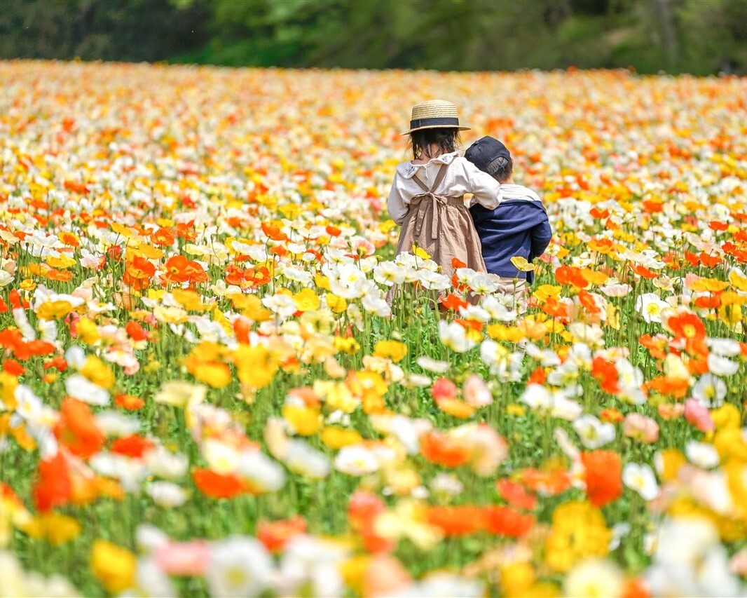 埼玉県「国営武蔵丘陵森林公園」で春の花畑が見頃 ポピーやネモフィラ