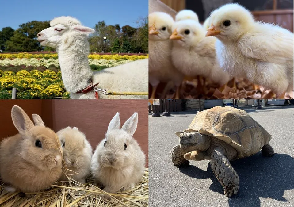 GWにアトレ亀戸の屋上で「ふれあい動物園」 謎解きイベント「ビオレ