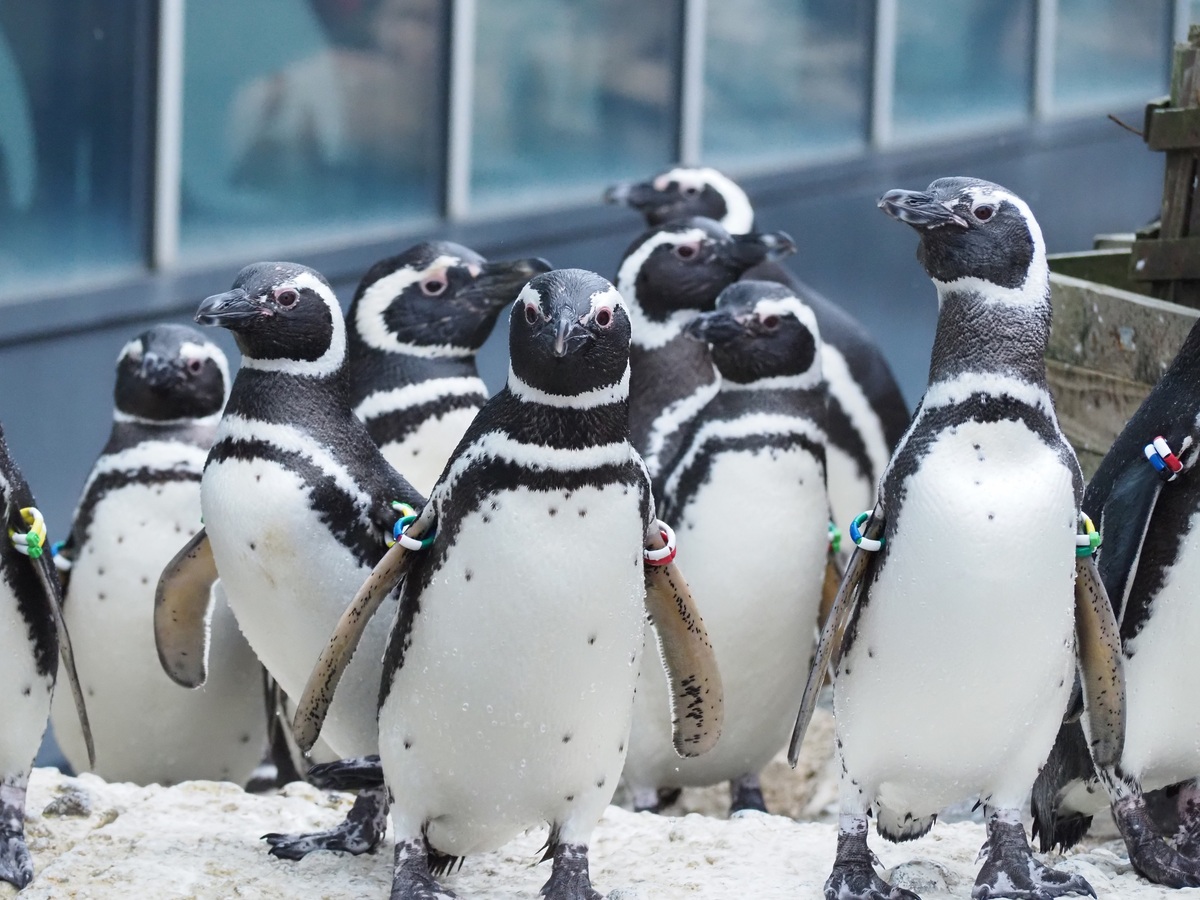 large.jpg?1744963736