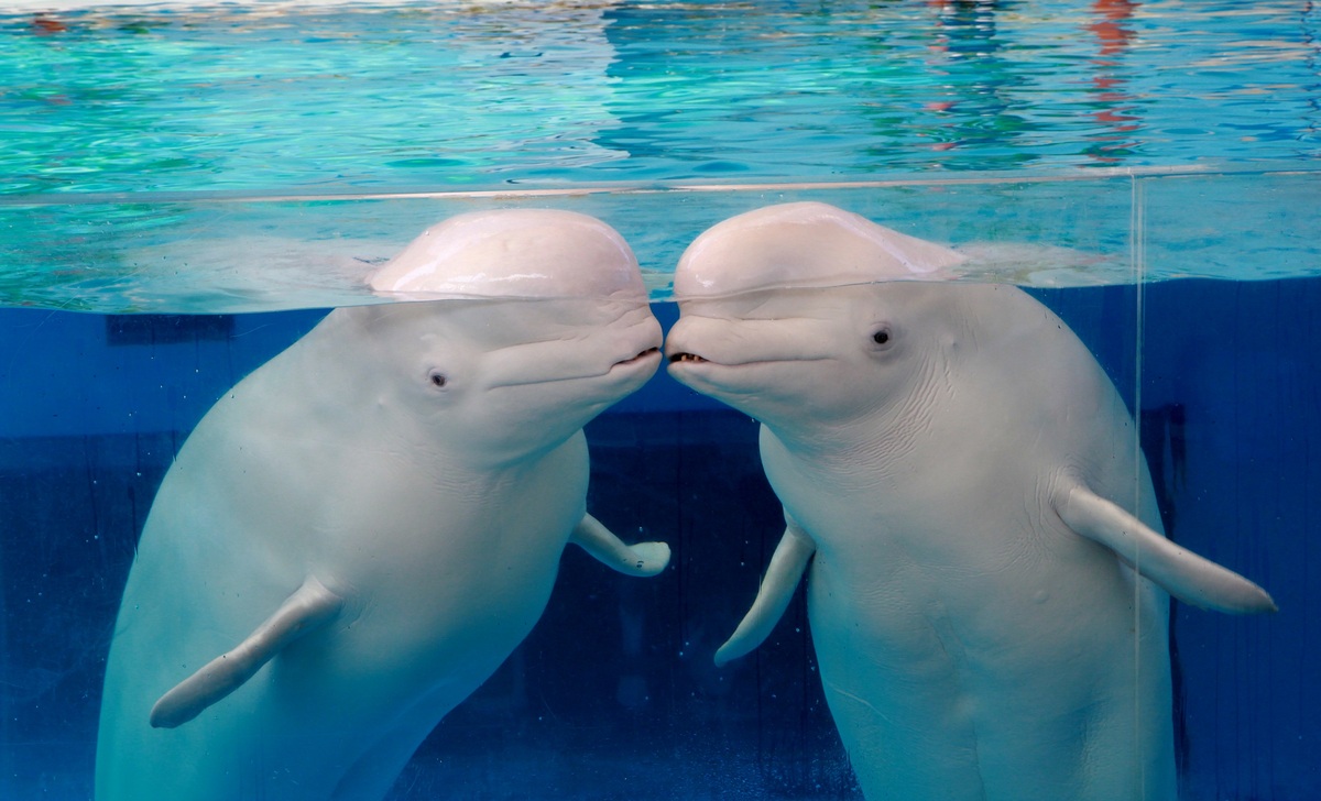 バラ売り大歓迎！1枚490円！ large.jpg?1747211391