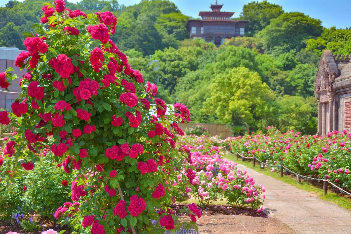 large.jpeg?1747216845