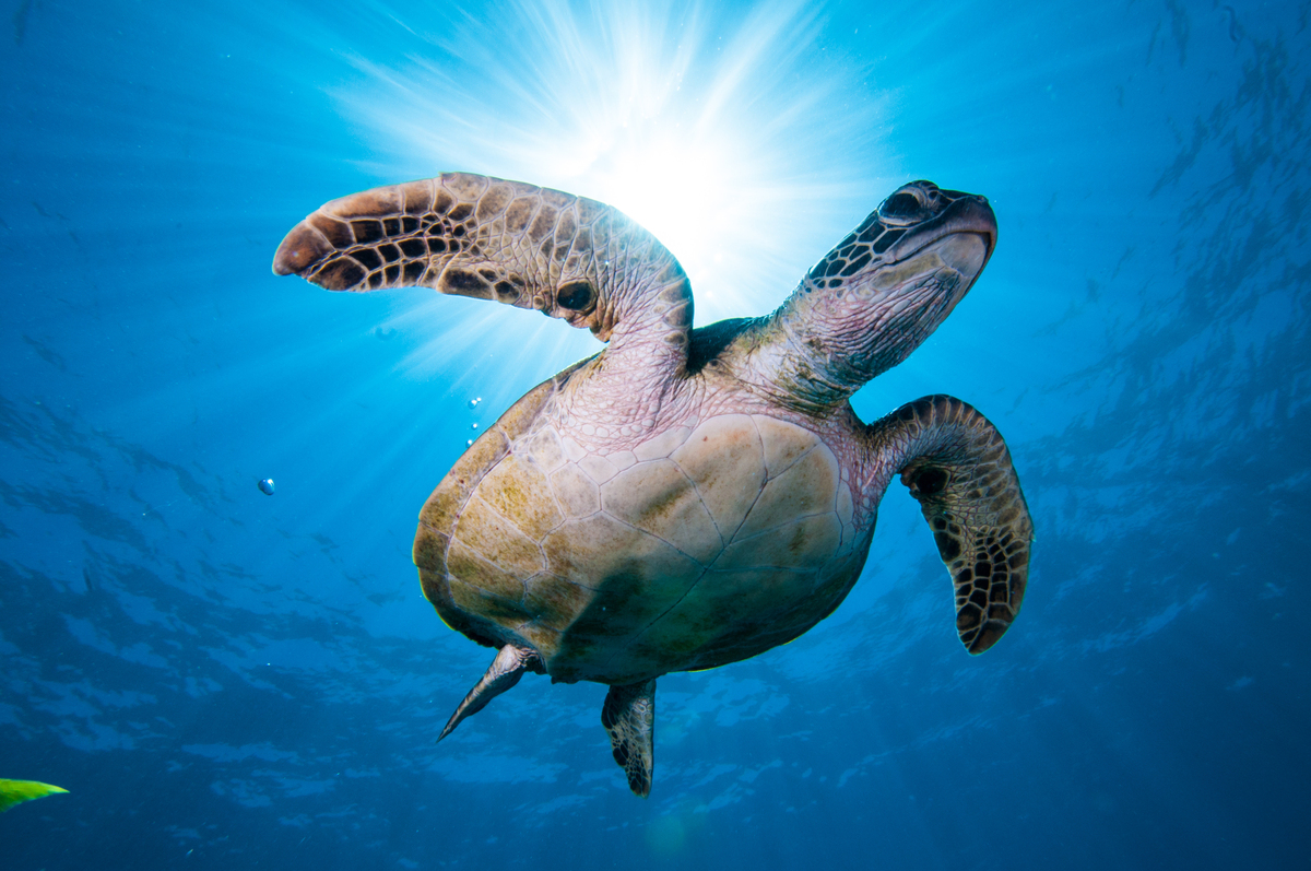 新品【ソファーカバー・タペストリー】ウミガメ・イルカ・シャチ・海亀・海の絵★布 新品【ソファーカバー・タペストリー】ウミガメ・イルカ・シャチ・海亀