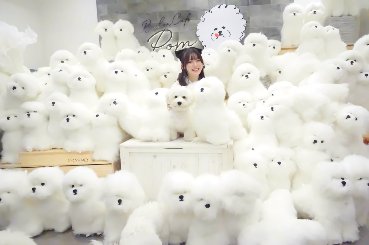 鎌倉と奈良にビションフリーゼ特化型の犬カフェOPEN！ 100匹に埋もれる