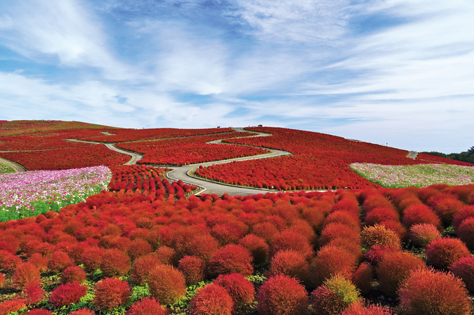 風景画 「コキアの道」油彩画 ピンク系 紅葉 木製フレーム 風景画 「コキアの道」油彩画 ピンク系 紅葉 木製フレーム 風景