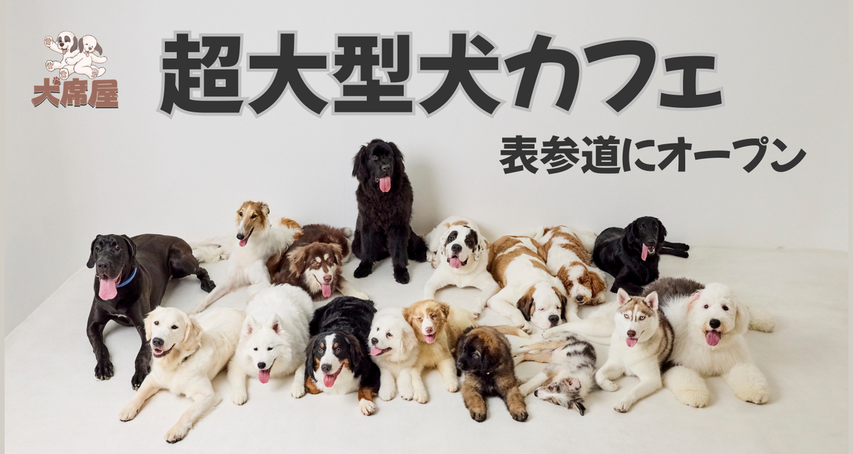 表参道に超大型犬18匹とふれあえる世界初の専門カフェ「犬席屋」が2025