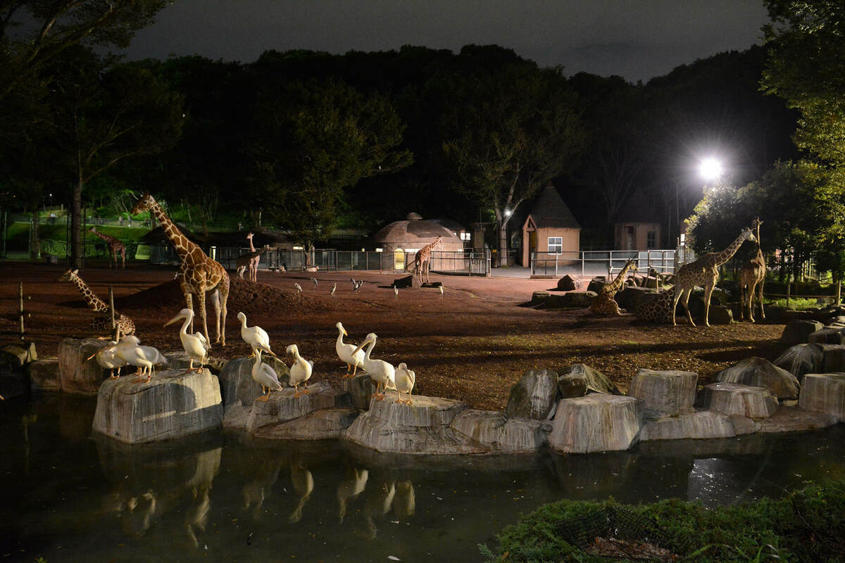 夜 の 上野 動物園