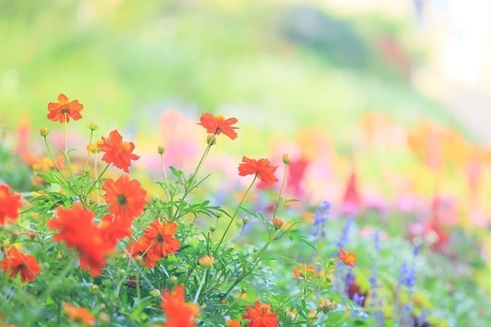 横浜市旭区で秋のフラワーフェスタ 里山ガーデンに夕焼け色の100品種