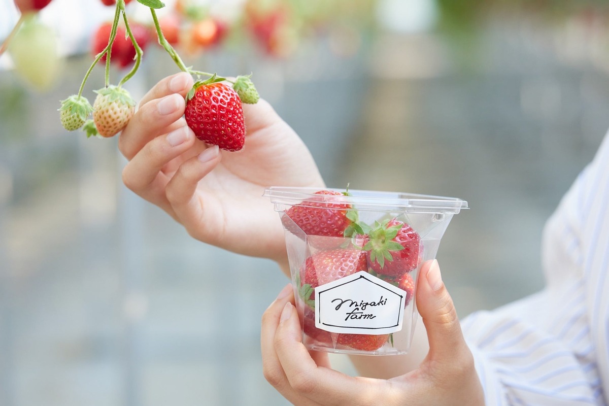食べる宝石「ミガキいちご」が食べ放題！山元町でいちご狩りスタート