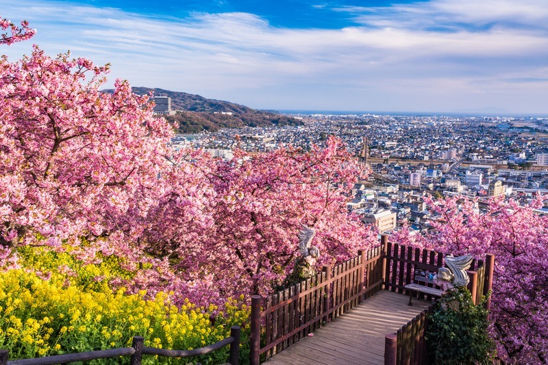 2026】神奈川県の「河津桜」おすすめ17選 名所・穴場多数&見頃も紹介 2026】神奈川県の「河津桜」おすすめ17選 名所・穴場多数&見頃も紹介