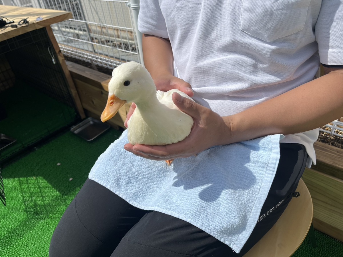 リクガメに餌やり&ヘビの抱っこも！ところざわサクラタウンで驚きの