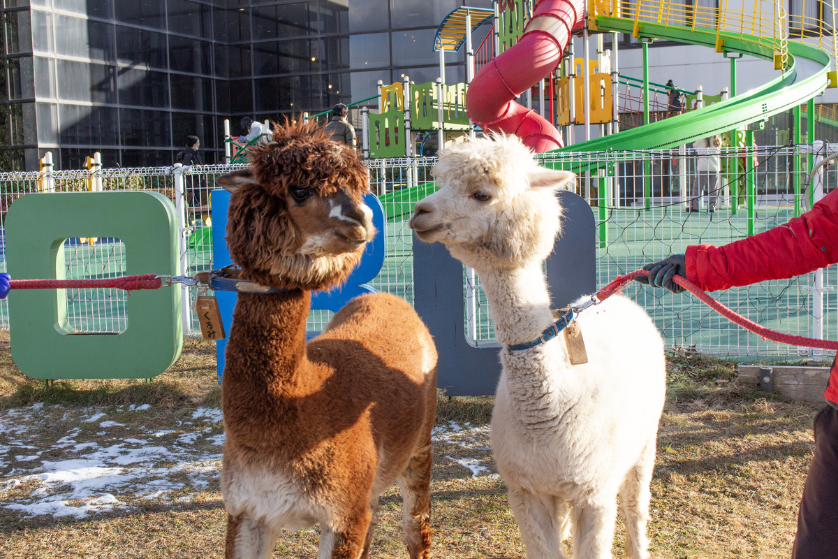 アルパカと間近でふれあえる！那須高原のホテルで冬の体験イベント開催