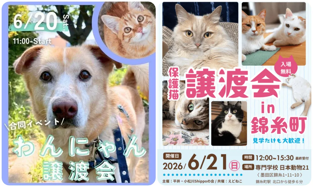 東京】今週末は新しい家族探しへ♪2026年6月20日・21日開催の保護犬猫