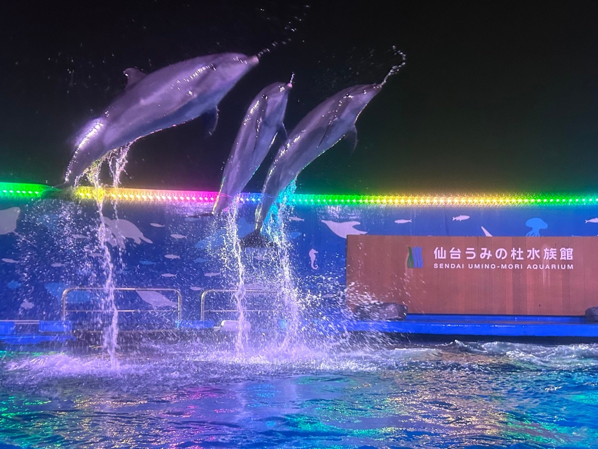夜のイルカショーがスゴい！仙台うみの杜水族館でサマーナイト