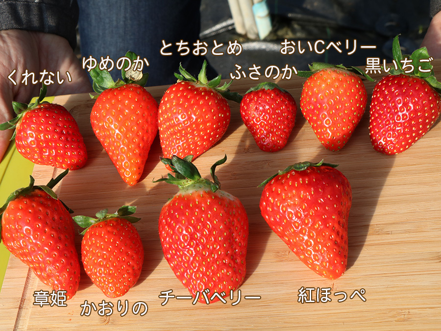 実調査 いちご狩りは親子でも元取れる 役立つ知識も満載 いこーよニュース