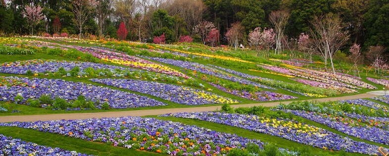 無料の大人気 花畑イベント 開催 ズーラシア隣接で1日満喫 いこレポ