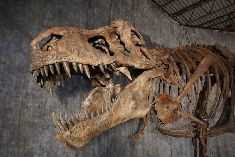 招待券あり】都内で注目の「恐竜博」開催 世界初の謎の恐竜も | いこー