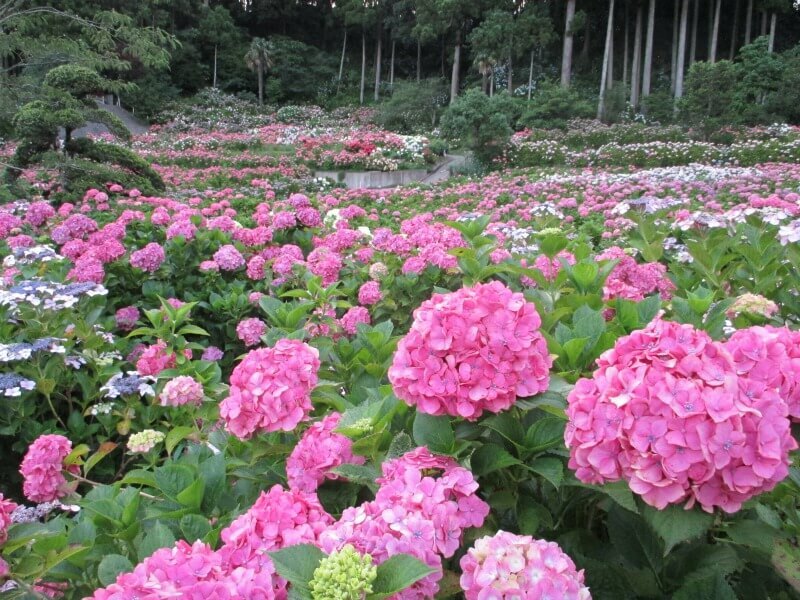 関東の大規模あじさいスポット9選 親子にオススメ 名所を厳選 いこレポ
