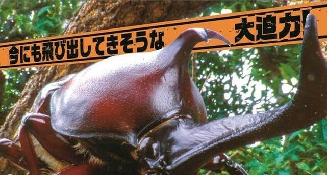リアルな巨大昆虫が動く＆乗れる 日本初上陸の昆虫だいぼうけん | いこ