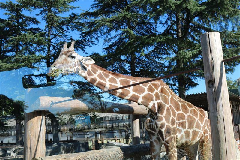群馬サファリパーク アクセス 駐車場 混雑情報まとめ いこレポ