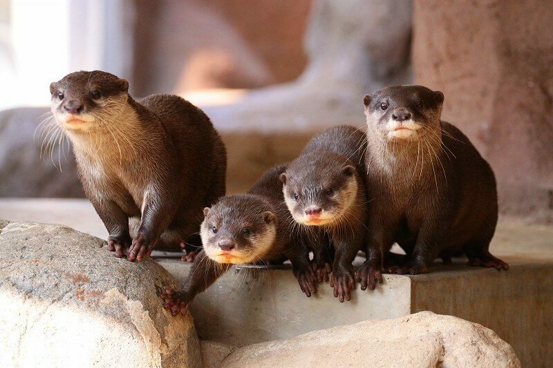 四国のおすすめ動物園11選 入園無料 貴重展示 ふれあい多数 いこレポ